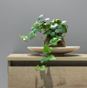 Warunki dla roślin domowych- podstawowe parametry w pomieszczeniach