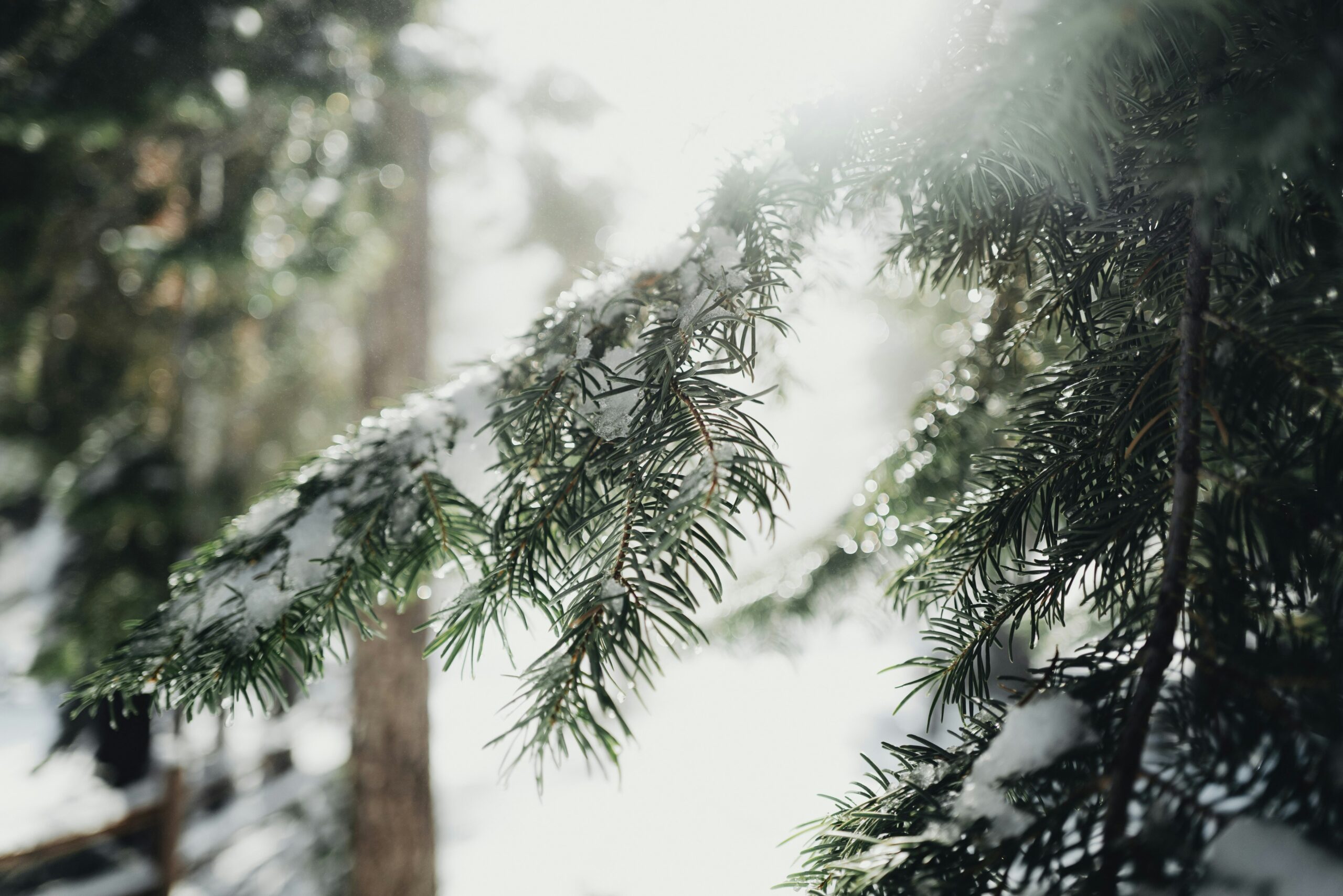 Pierwsze wiosenne kwiaty.